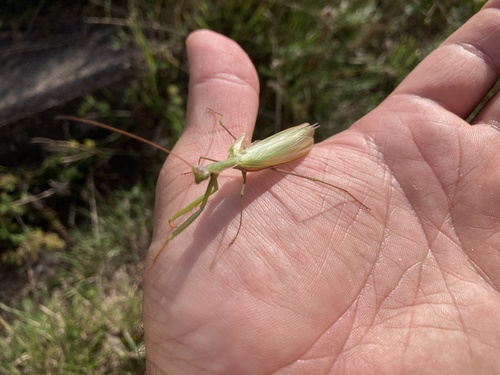 European Mantis