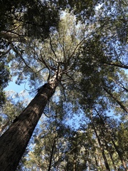 Eucalyptus agglomerata