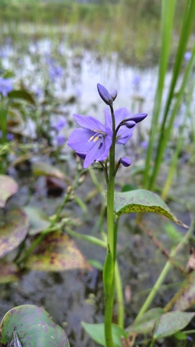 Pontederia korsakowii, 2026-09-08