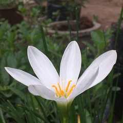 Zephyranthes candida