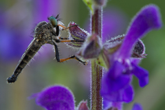 Neoitamus cothurnatus