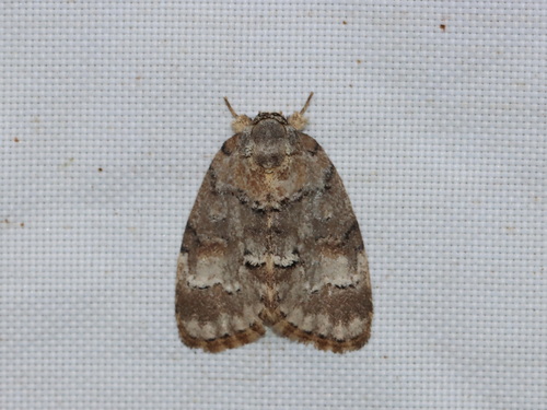 Lamprothripa gilvaria