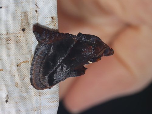 Phocoderma velutina