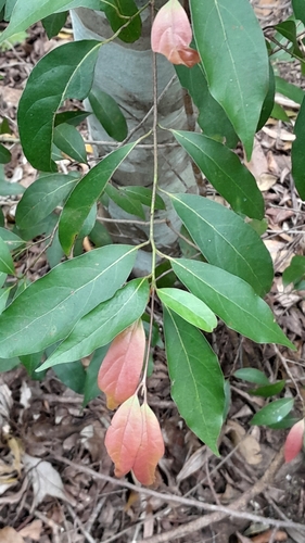 Endiandra muelleri, 2026-09-08