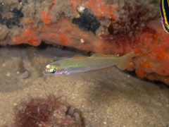 Ptereleotris microlepis