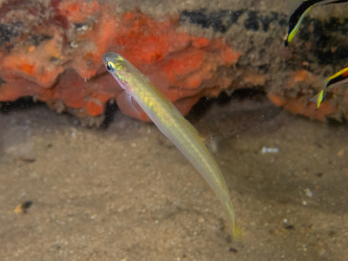 Pearly Dartfish (Fishes of Chowder Bay, Sydney, Australia) · iNaturalist