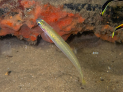 Ptereleotris microlepis