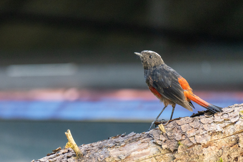 White-capped Redstart