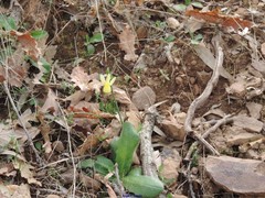 Narcissus triandrus pallidulus