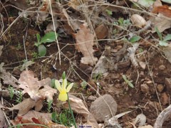 Narcissus triandrus pallidulus