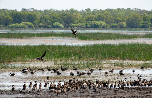 Wandering Whistling-Duck