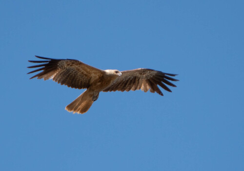 Whistling Kite