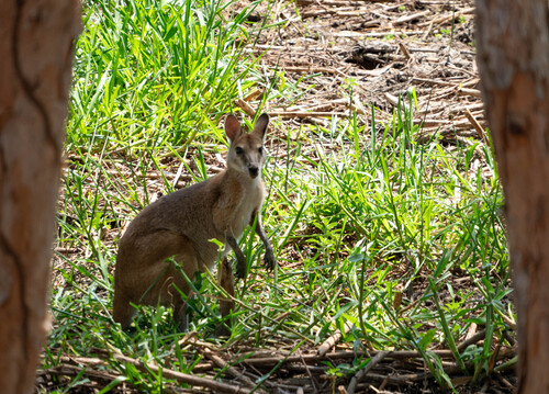 Agile Wallaby