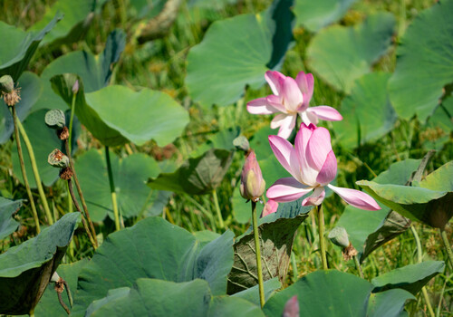 Sacred Lotus