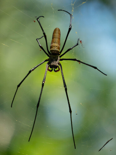 Giant Golden Orbweaver