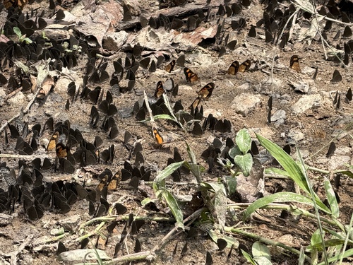Falls Acraea