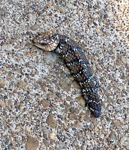 Southwestern Shingleback