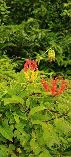 flame lily