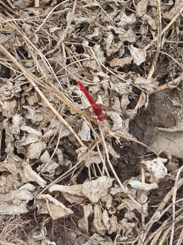 Scarlet Skimmer