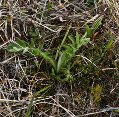 Cirsium kamtschaticum