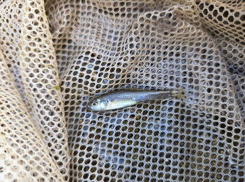 Korean Slender Gudgeon