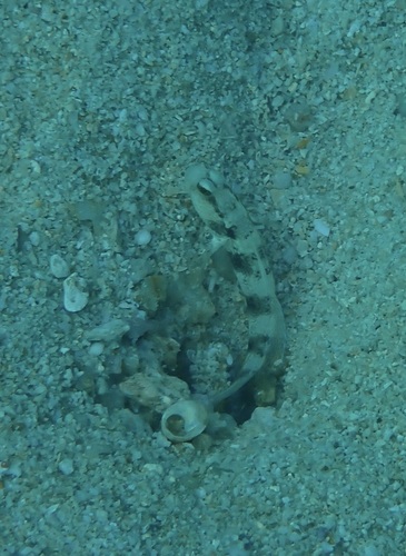 Amblyeleotris gymnocephala