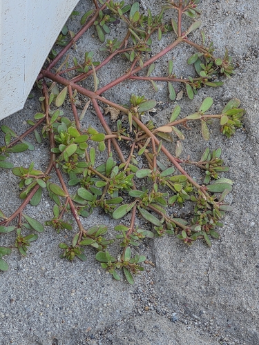 Common Purslane