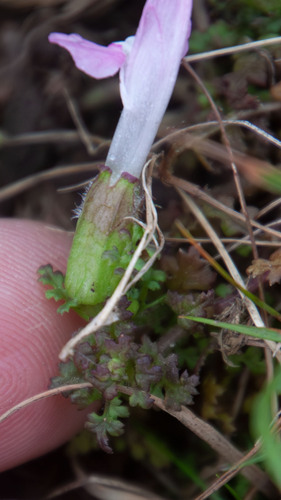 Pedicularis sylvatica, photograph 4