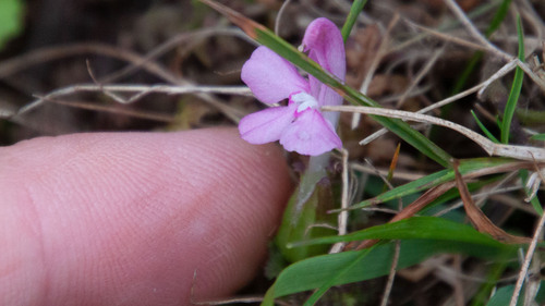 Pedicularis sylvatica, photograph 6
