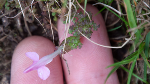 Pedicularis sylvatica, photograph 5