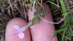 Pedicularis sylvatica, photograph (c) Arthur Gelling, some rights reserved (CC BY)