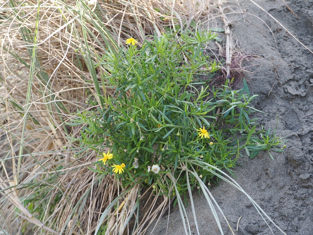 Senecio skirrhodon; photograph (c) Angus Campbell, some rights reserved (CC BY)