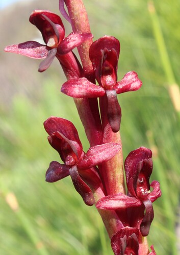 Disa ophrydea, photograph 5