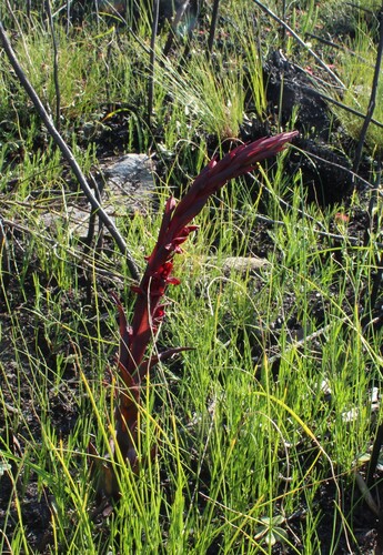 Disa ophrydea, photograph 6