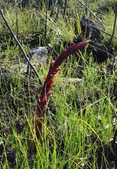 Disa ophrydea, photograph author not stated, no rights reserved