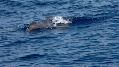 Tursiops truncatus, 2026-09-07