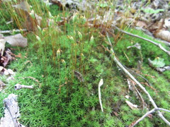 Polytrichastrum ohioense