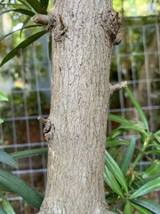 Podocarpus macrophyllus