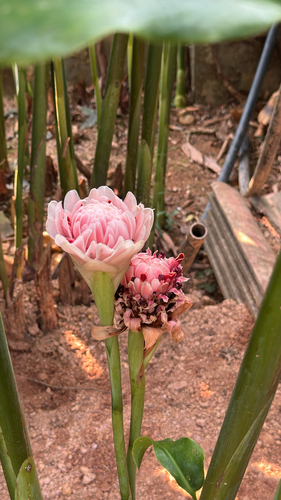 Torch ginger