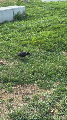 Carrion Crow
