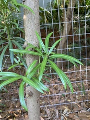 Podocarpus macrophyllus