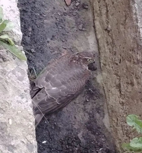 Eurasian Sparrowhawk