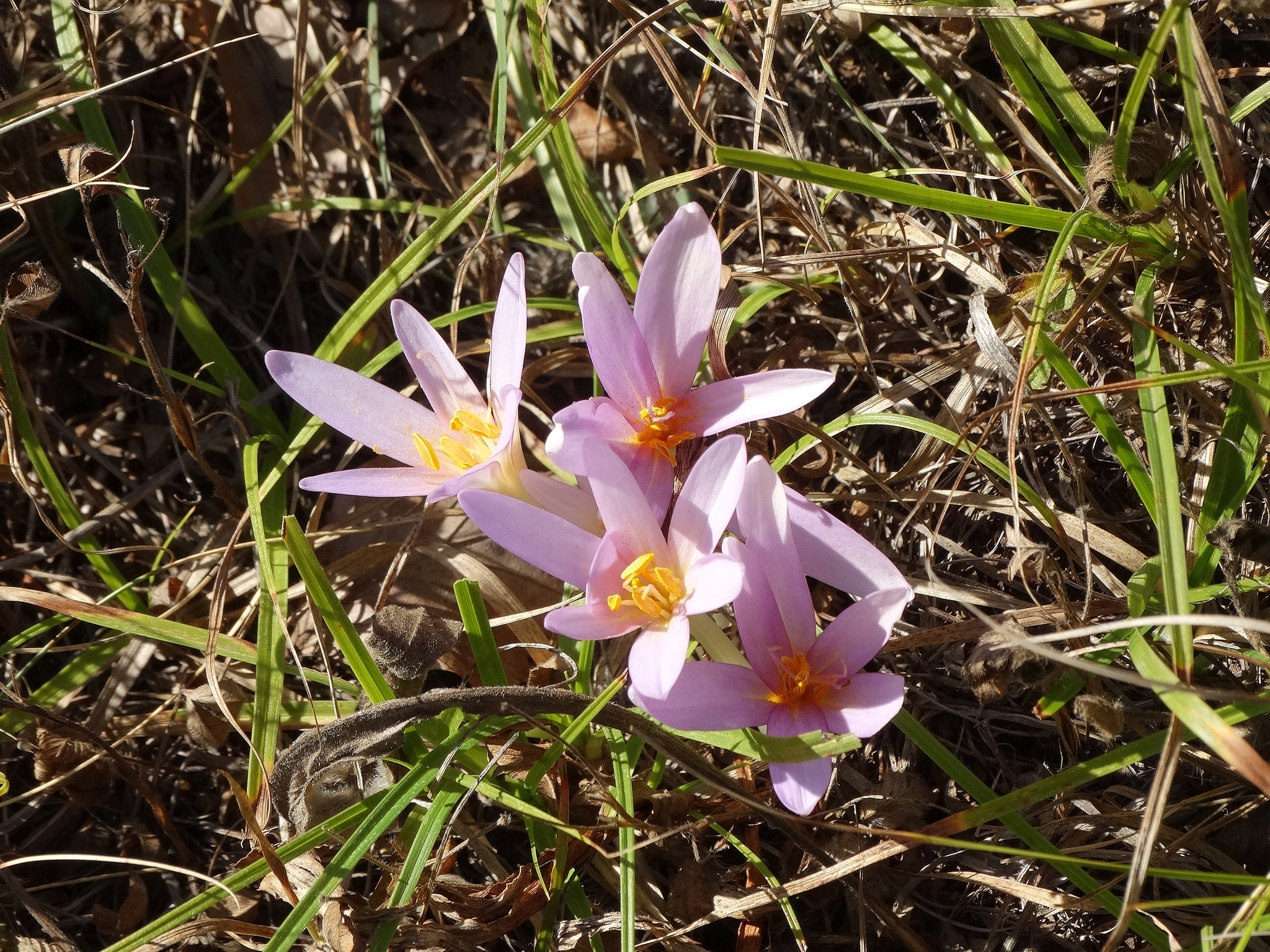 Colchicum autumnale