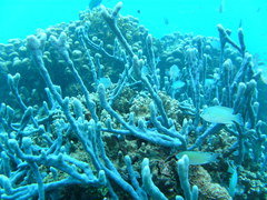Callyspongia samarensis