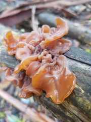 Phaeotremella fimbriata