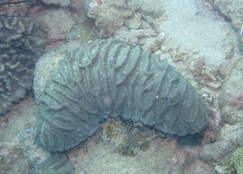 Oulophyllia crispa observed 2026-09-07
