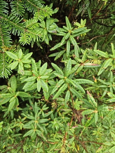 Bog Labrador Tea