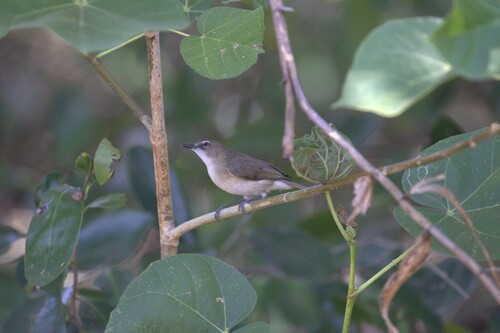 Gerygone magnirostris observed 2026-09-03
