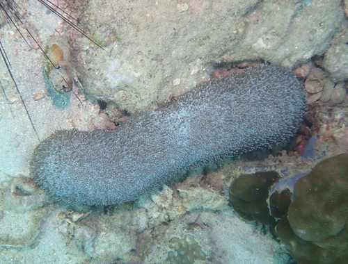 Polyphyllia talpina observed 2026-09-07