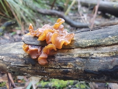 Phaeotremella fimbriata